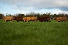Numbers of traditionally bred calves rising 