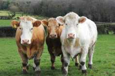 Winter-finishing experiment gone wrong