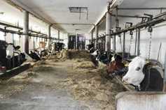 Poland moving up beef value chain