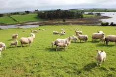 Farmer writes: profitable sheep hide a difficult truth
