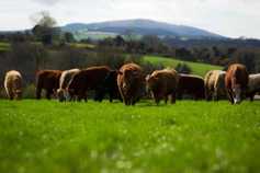 NI beef industry moves on from BSE
