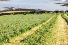 High quality early silage or an April fool?