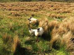 IFA announce hill sheep forum 