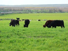 Farm Profit Programme: Grazing kicks off in Caithness