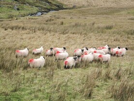 Blackface sheep stolen from mountain land in Derry