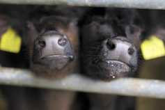 NI and Scotland achieve BSE negligible risk status