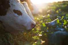 EU-US trade deal still on hold  