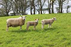 Farmer Writes: clear benefits from clean grazing 