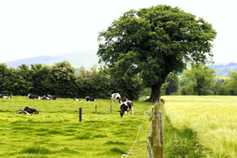 Farmer Writes: the 200-cow herd is doomed to fall between two stools