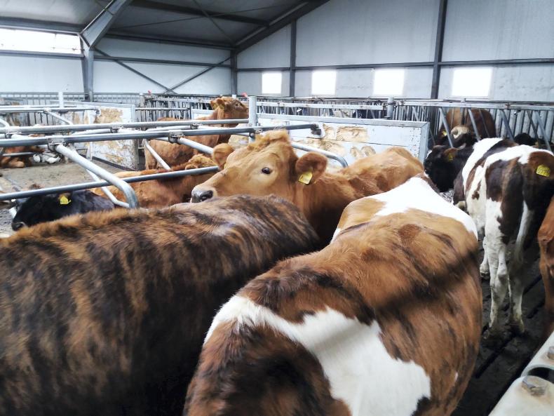 Six things you didn’t know about Iceland and farming 23 June 2017 Free