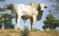 Decision on Brazilian beef by US puts pressure on EU