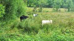 Memory jogged on the problem of redwater