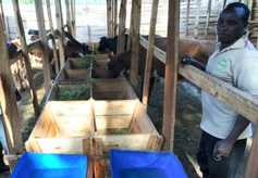 Watch: higher yields, lower costs for Kenyan dairy farmer