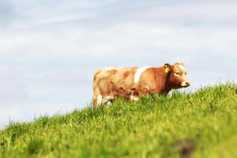 Positive markets lift spirits at Beef Forum