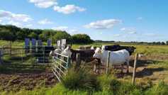 Challenging reality of island farming