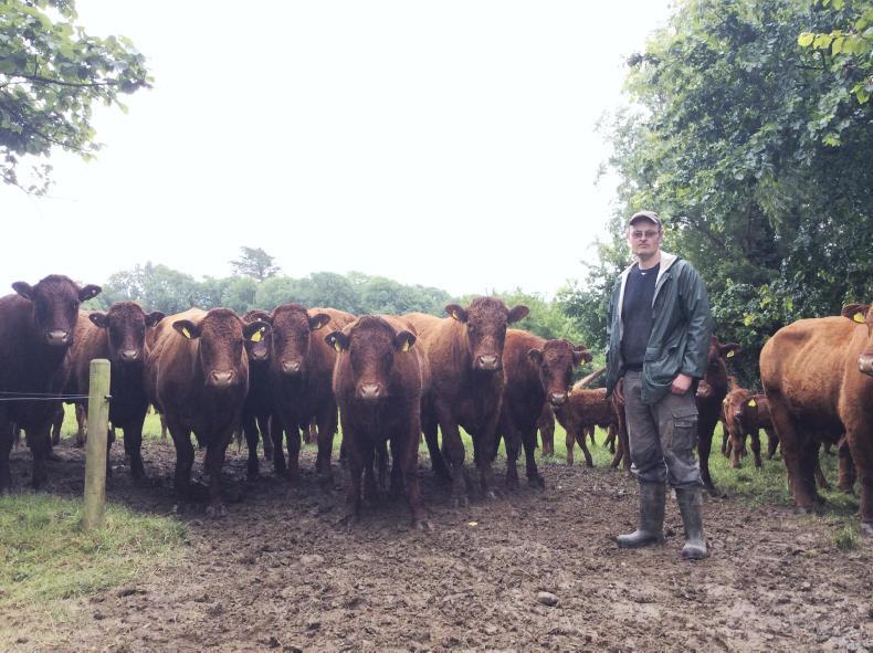 Herd profile: Knottown Salers - Premium