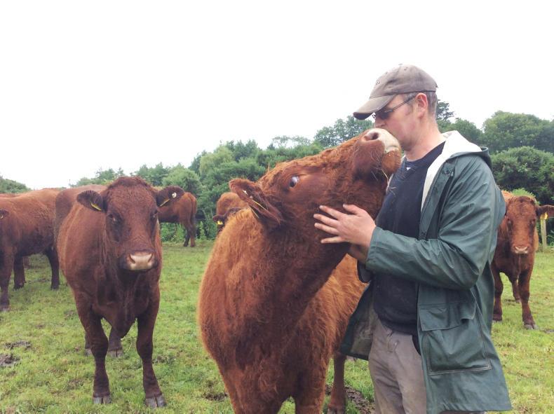 Herd profile: Knottown Salers - Premium