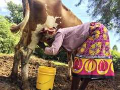 Watch and listen: building a dairy industry from the ground up in Kenya