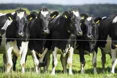 ‘Cautious optimisim’ for dairy but volatility to remain for beef farmers