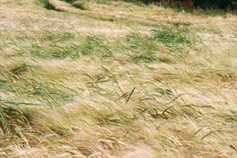 Scutch may warrant control pre-harvest in some fields