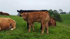 Don't base your choice on any old bull