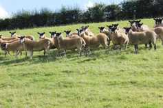 Farmer Writes: mule ewes make it an expensive weekend