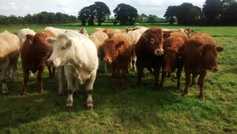 Big opportunities for NI beef in Philippines