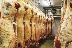 Surge in beef export sales outside EU 