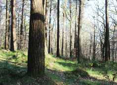 Scots pine potential as a commercial and native species
