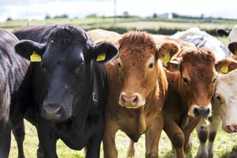 More bite in beef prices as factories chase cattle