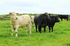 Five steps for finishing cattle at grass