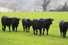 €200m ANC payments next week
