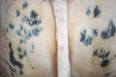 Where in the world for Scottish beef sales?