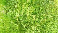 Nagging inability to grow clover