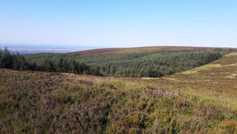 Forestry programme needs a kick-start