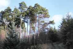 'We have a major challenge to achieve the 18% forest cover'