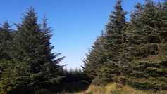 How much you could earn in forestry