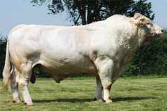 Beef management notes: taking stock of fodder crucial at this stage