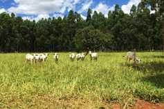 Brazilian beef could be back in the US in October