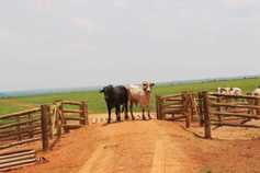 EU Commission proposes 70,000t Mercosur beef quota