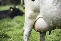 First Milk increases October price in Britain