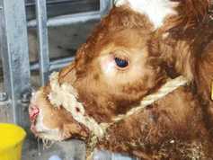Keep on top of calf pneumonia this autumn