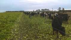 Student blog: milking on a NZ farm where a helicopter spreads fertiliser