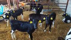 Watch: winter feed planning in Tyrone