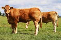 €12,100 for cow and calf at Eyrecourt dispersal