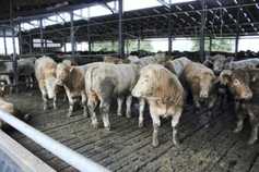 Cattle trade holding steady on 354p/kg base