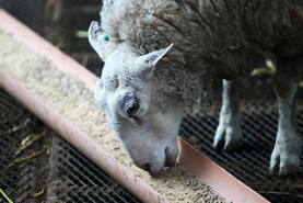 What can my silage do for me this winter?