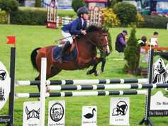 New stud book adding value to Irish ponies