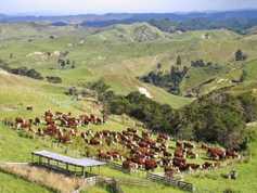 Farmer Writes: high-tech farming in New Zealand hill country