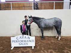 €14,000 jumping pony tops Cavan Sale